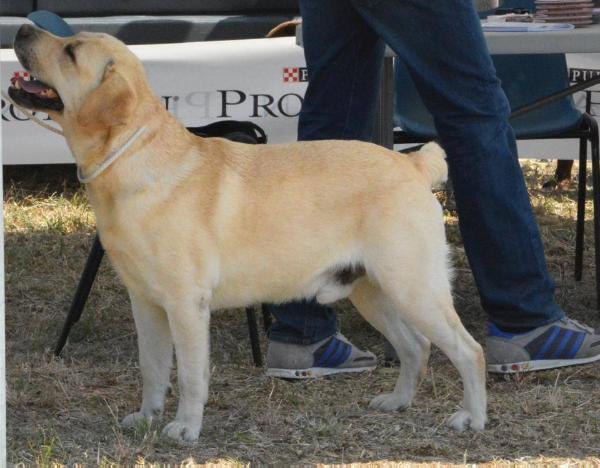 Italian Producer Champion Crownwood Jetfoil Sansone