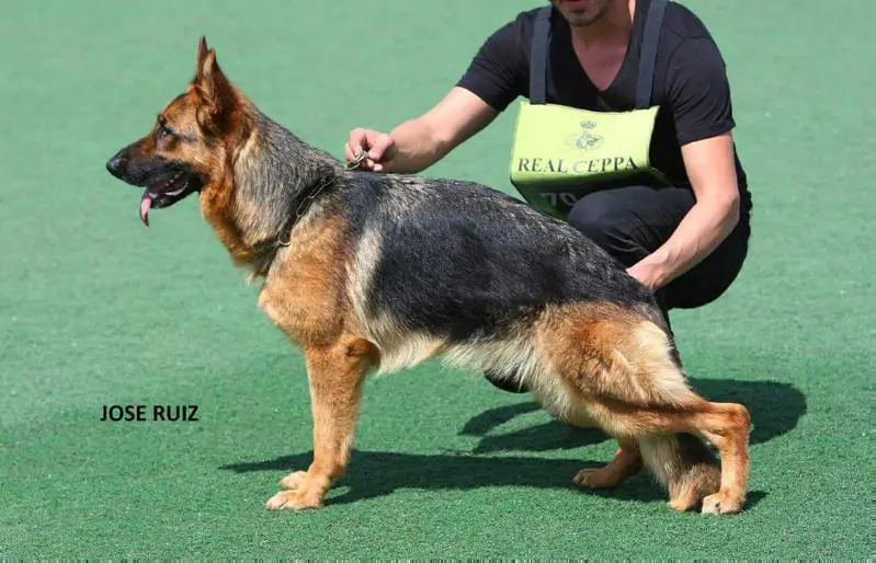 SG1(P) SG 2 MJH SPAIN Ohara De Dajiva