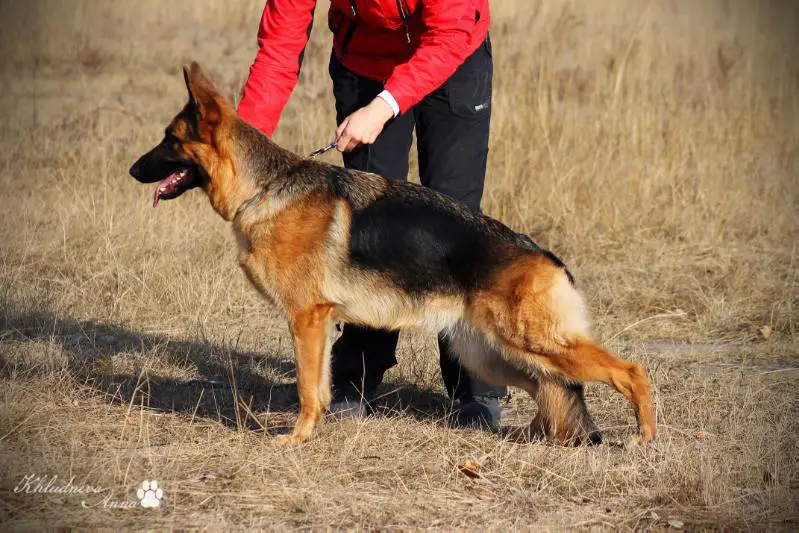 JCHRUS,CHRUS,CHRKF Zederland Regbi