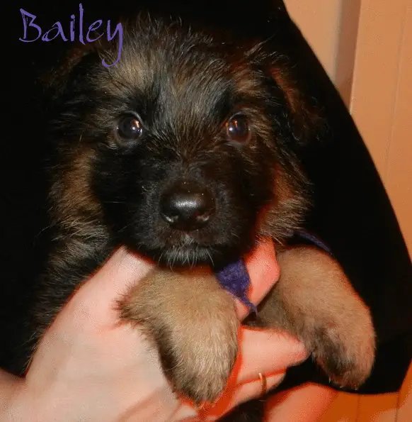 Bailey [van Wilma Dijk]