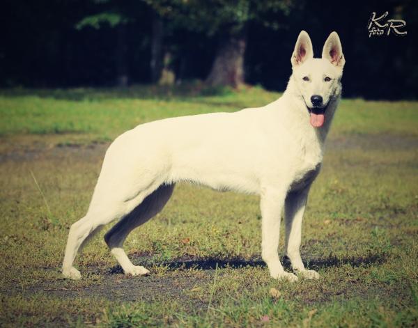 Czech champion, Club champion ,CACIB,BOJ,CAC,CAJC Gimma Nubika