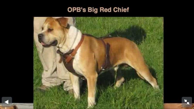 OPB's Big Red Chief