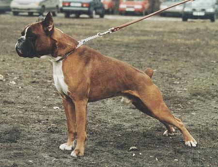 RUS CH Almadinaks Kalipso