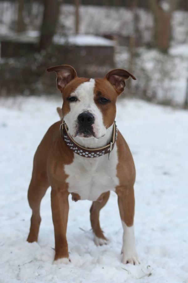 Rathfelder's X-Cessive