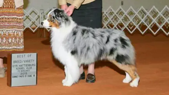 AKC GCH ASCA CH UKC Copperridge Easy A