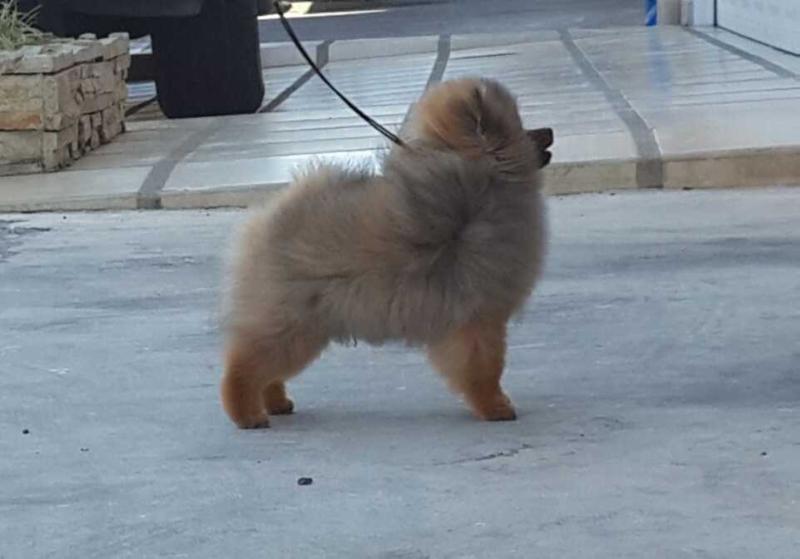 NatsPoms Tome Pal Pinto