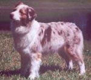 Pennycaerau Ballerina