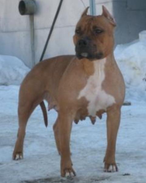 Iris platinum ezhevichka yagodka