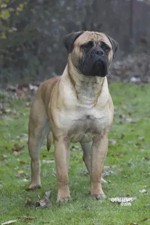 CH (GB) rosco's rough diamond