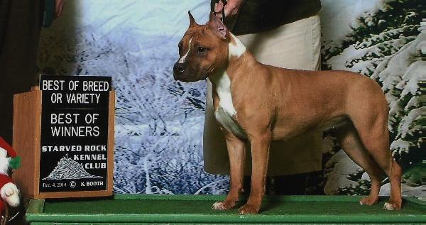 AKC PNT'D GrinNation Noble Vortex Victorious