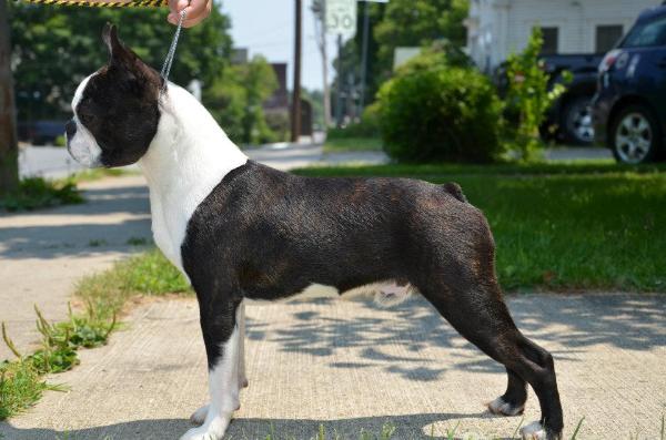 Kennedy's Bumble Bee