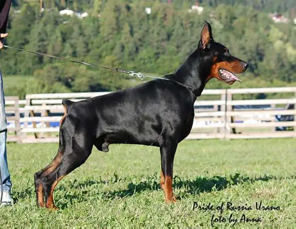 ICH Pride of Russia Urano