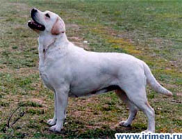 CH RUS Gloss Psie Lobby