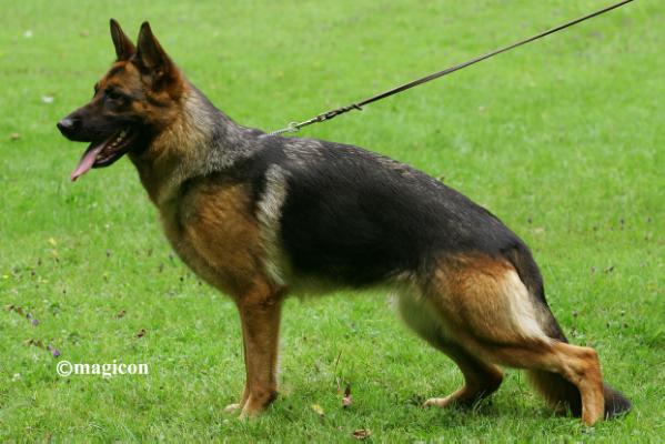 Akira von der Burg Haidstein