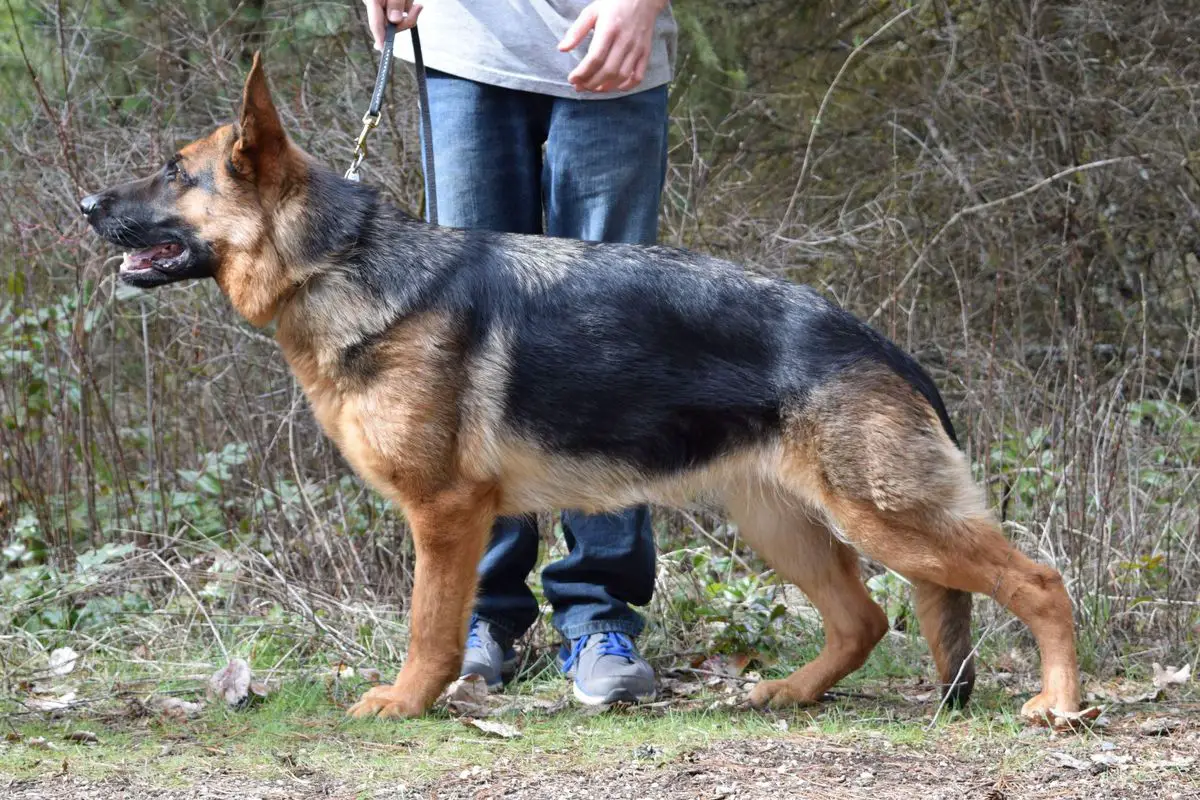 SG2, VP2 Paisley Von Morgen Haus