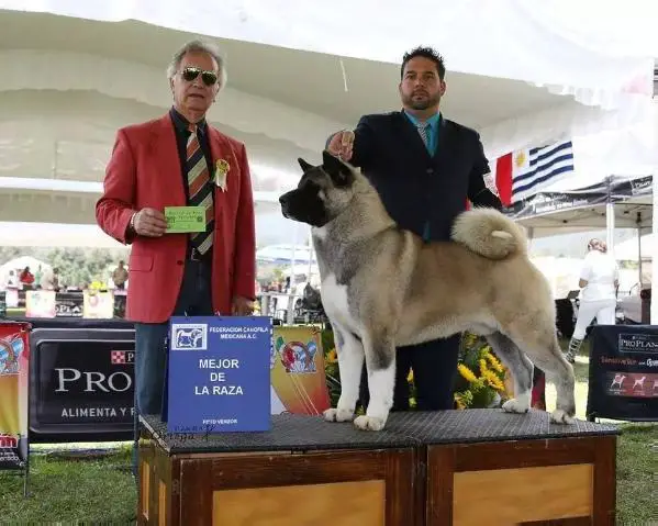 MEX CH MtJoy's God Of Thunder Gonvar