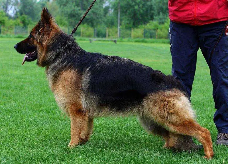 SG1 Silvestris Wendy