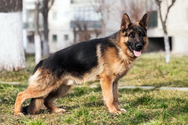 SG Zamp von Schaffhausen