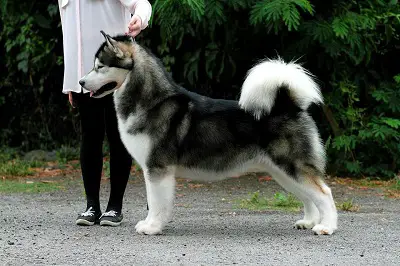 INTCH, GRAND CHMAL Hogvartz Mag Invicto Lobo