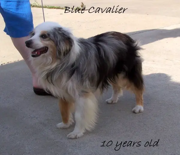 B.B.H. Blue Cavalier