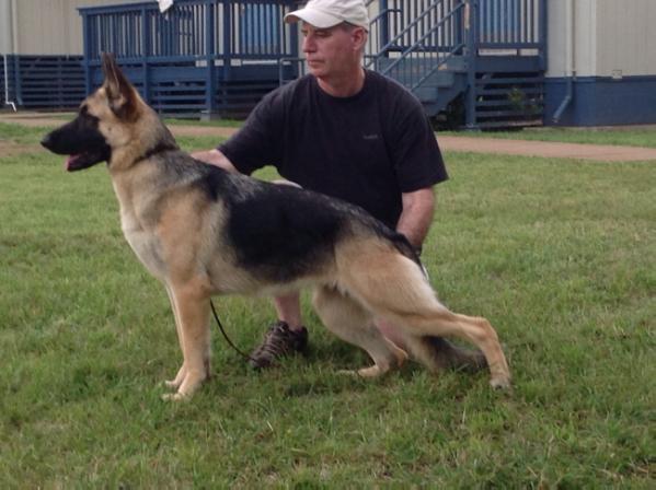 Lindenhill's Dreamboat Annie v Gracelyne