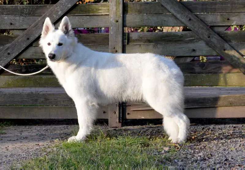 CH AR, CACIB X 5, CACLAB x 3 Alihuen de Alkina