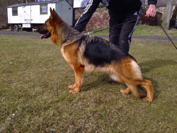 Karma vom Eichenplatz