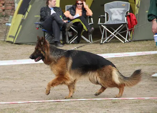 CH RU, CH RKF Rus Gerts Adell Lussi