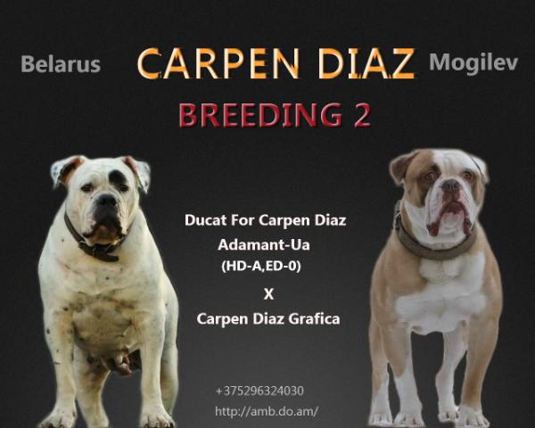 Carpen Diaz Nonpareil