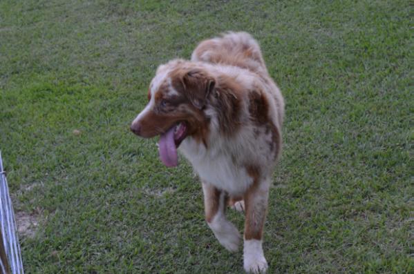 Leo Mitea Red Crockett