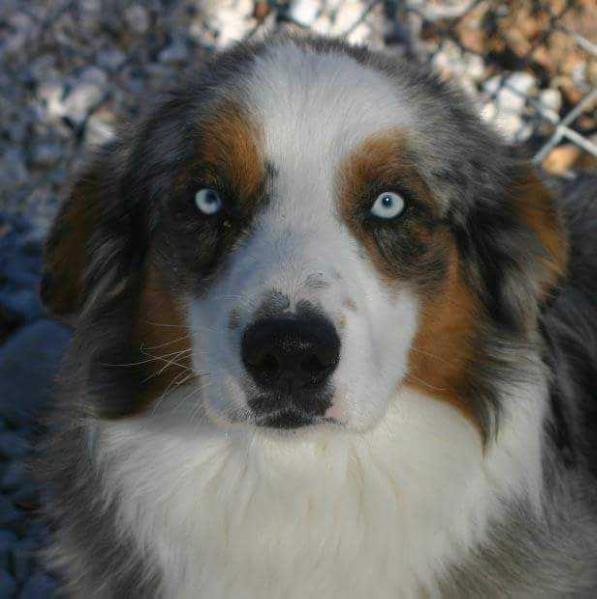 Timberline's Missouri Twister