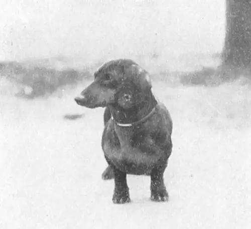 Mucki (1906) - DHStB 10702