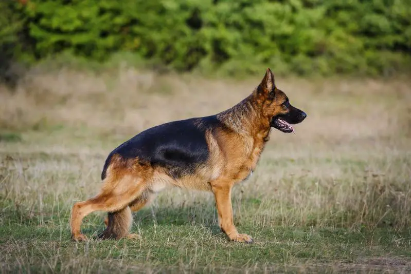 CH ROU Matrix vom Team Panoniansee