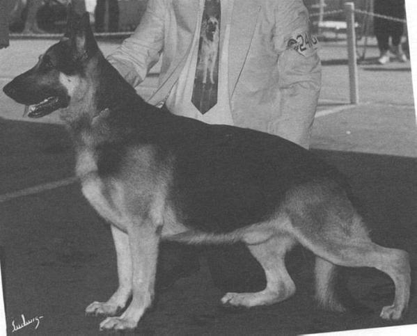 Backacher's Rio De Oro