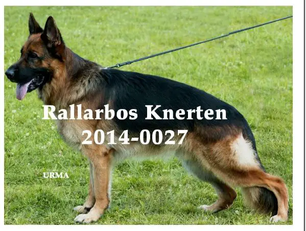 SG1, 1XCAC Rallarbo's Knerten