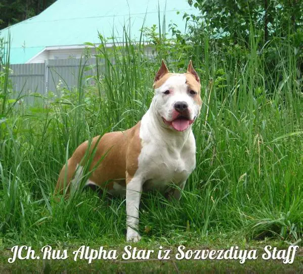 JCH.RUS Alpha Star iz Sozvezdiya Staff