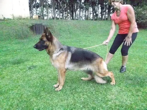 Haja do Vento Simun