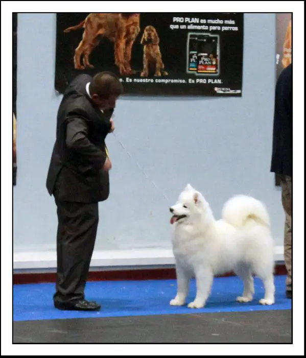 SP.CH. De Villaodon Angeline Jollie