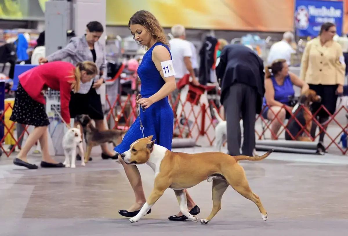 AKC CH UKC UWP GCH Liberty's Genuine Article