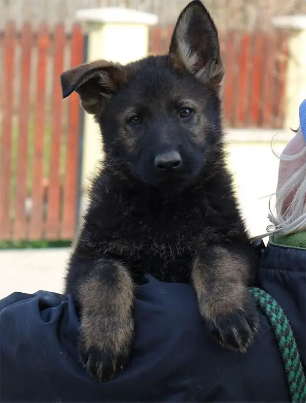 Fagg z Jirkova dvora