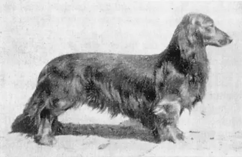 SIEGER Zino von Zinnowitz