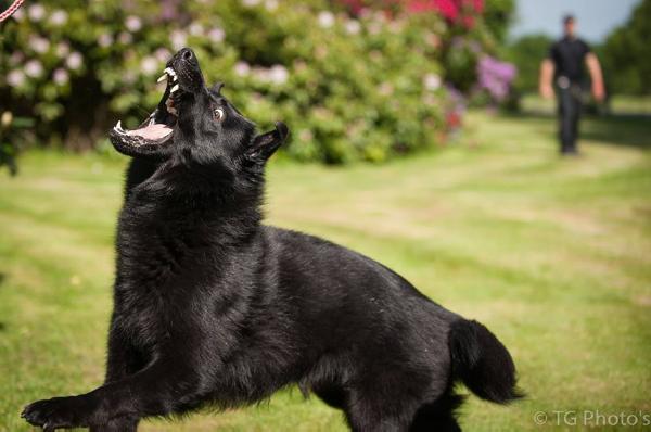 Darco von der Osterwiese