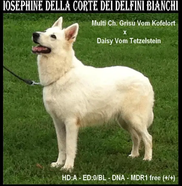 IOSEPHINE della Corte dei Delfini Bianchi