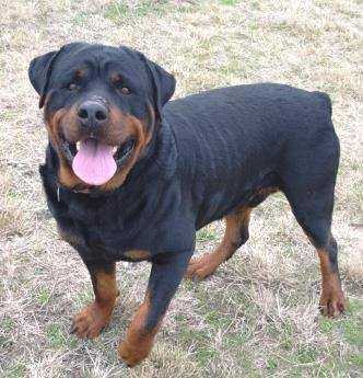 Macsym Von Legendehaus