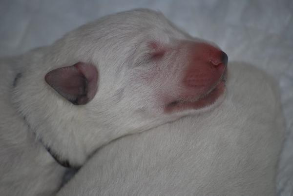 Arctic White Mikey Bělohlávek