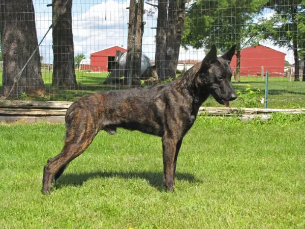 CH Loup Garou Von Der King