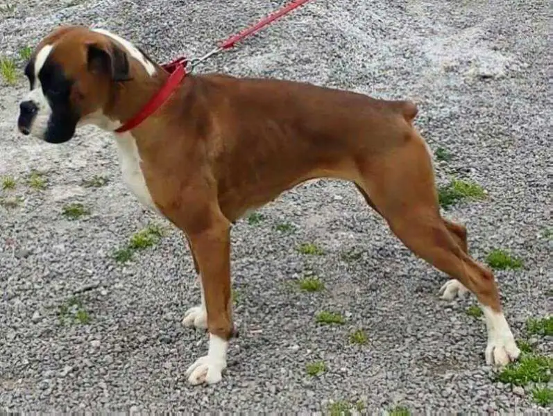 Reginella Del Colle Dell'Infinito