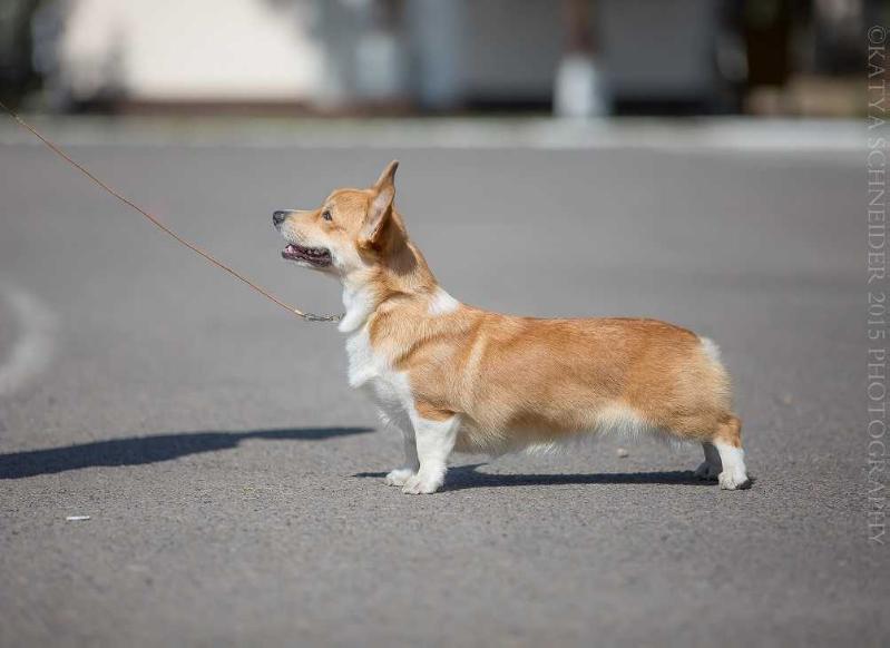 Inter ChKAZ ChKg ChUz Style Life Walaquenta