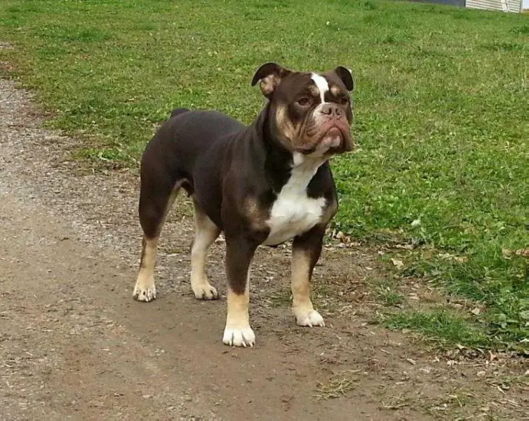 Pelto's Harlow