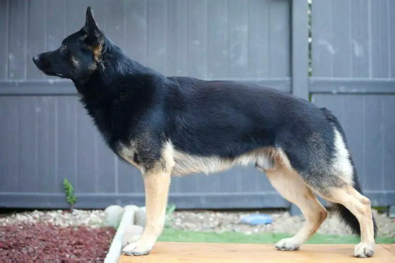 SG1 Jett Von Weingarten